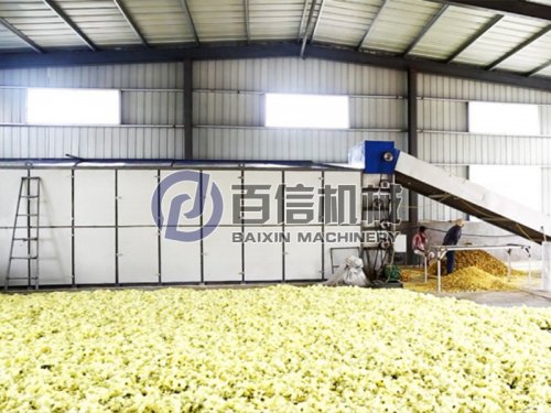 黄蜀葵烘干就要先人一步