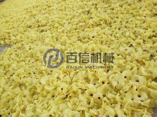 黄蜀葵花如何采摘干燥贮藏?