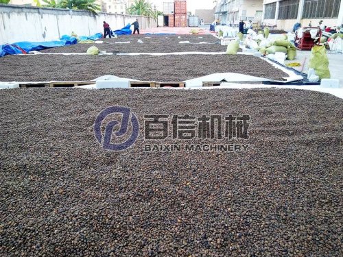 油茶籽干燥选用哪种烘干设备?