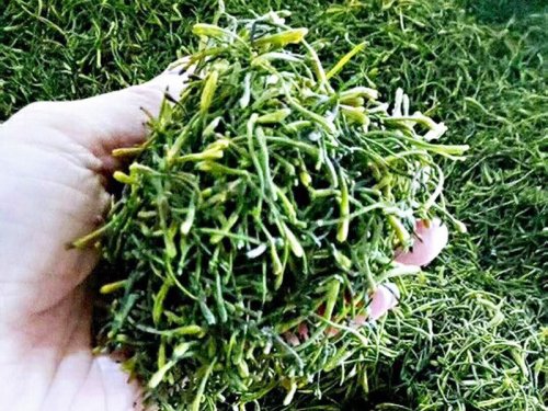 如何选择金银花烘干机?金银花烘干设备有哪些?