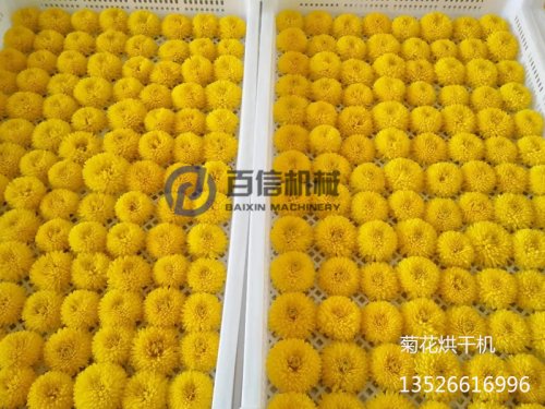 不同菊花烘干工艺有什么不同?