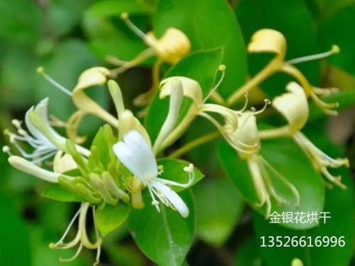 金银花烘干产业商机无限