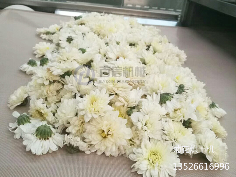 菊花杀青烘干机