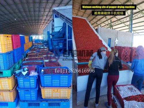 哪里有卖辣椒网带烘干机?