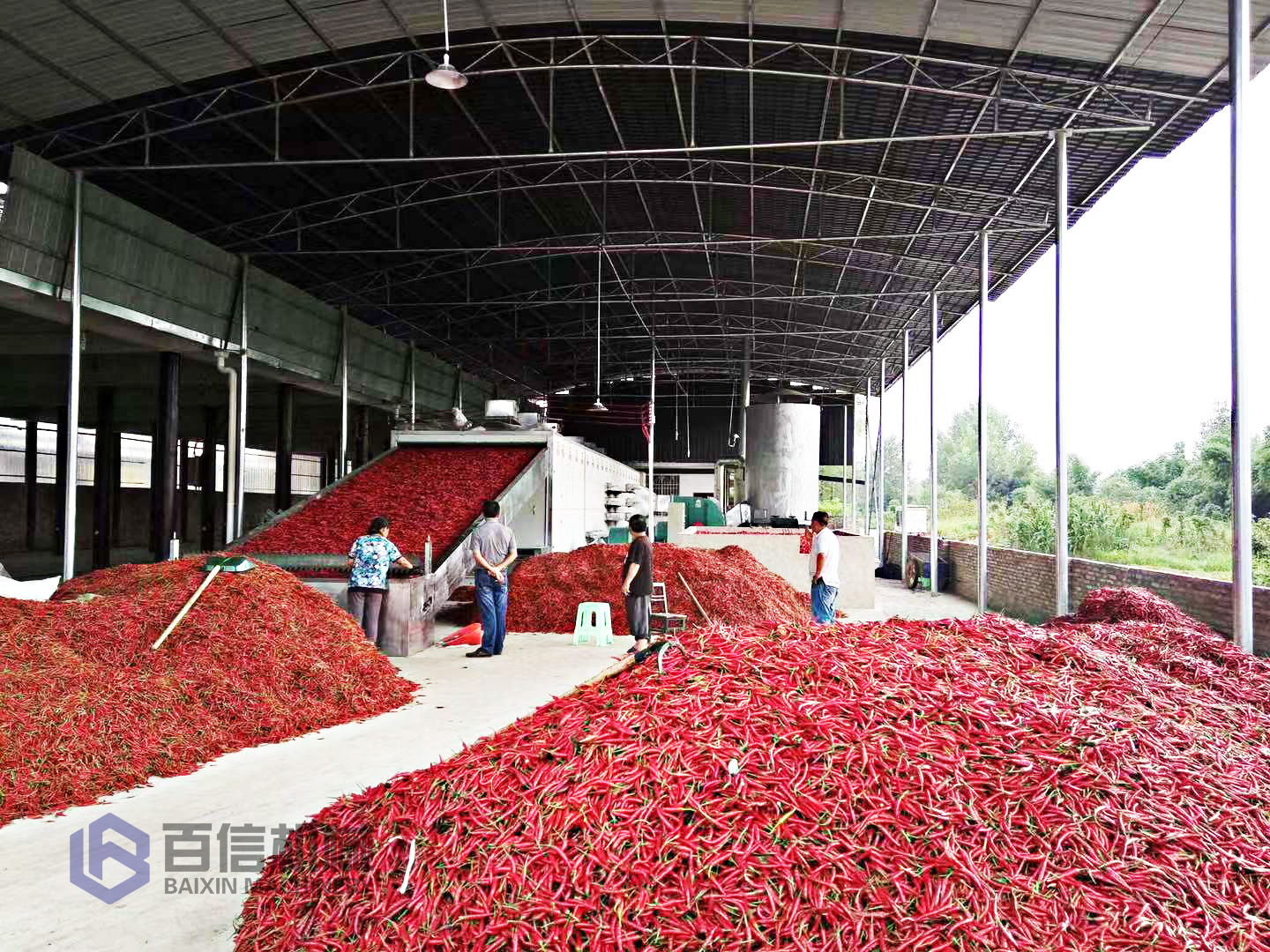 网带辣椒烘干机 网带辣椒烘干机