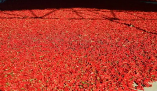 为什么辣椒烘干机不怕天气影响?