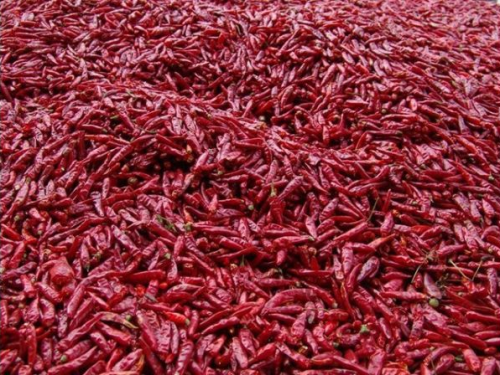 怎样采购合适的辣椒烘干机?