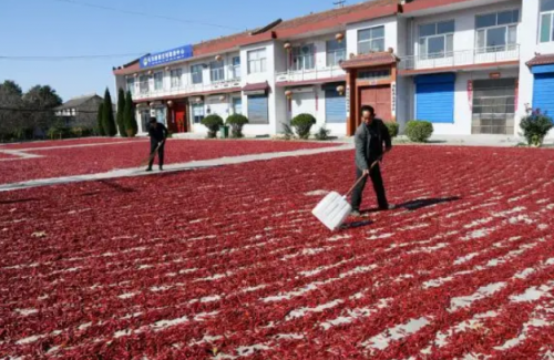 自动化辣椒烘干机让你烘干辣椒省心省力!