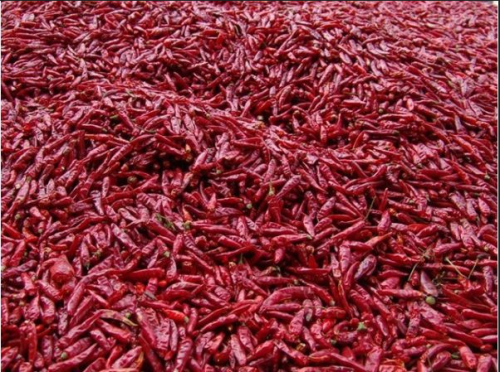 2025年我国辣椒烘干机市场行情和辣椒种植规模分析